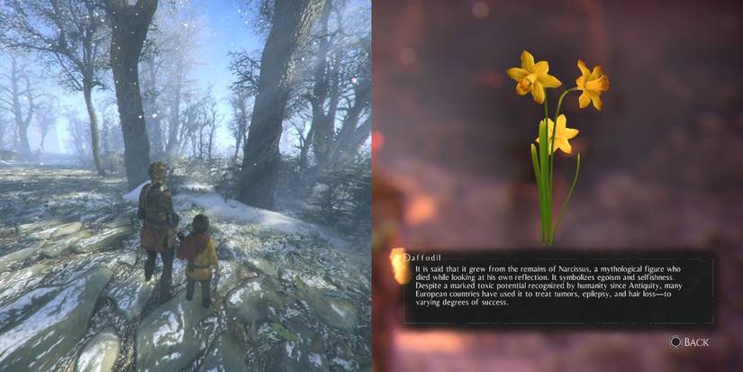 Daffodil, among the herbs for Hugo's Herbarium in A Plague of Innocence