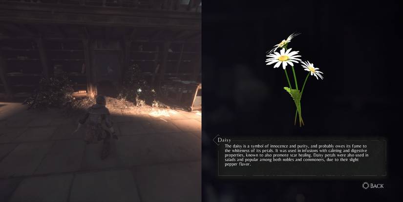 Daisy, among the herbs for Hugo's Herbarium in A Plague of Innocence