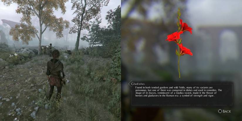 Gladiolus, among the herbs for Hugo's Herbarium in A Plague of Innocence