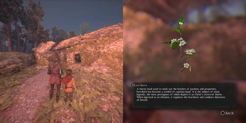 Hawthorn, among the herbs for Hugo's Herbarium in A Plague of Innocence