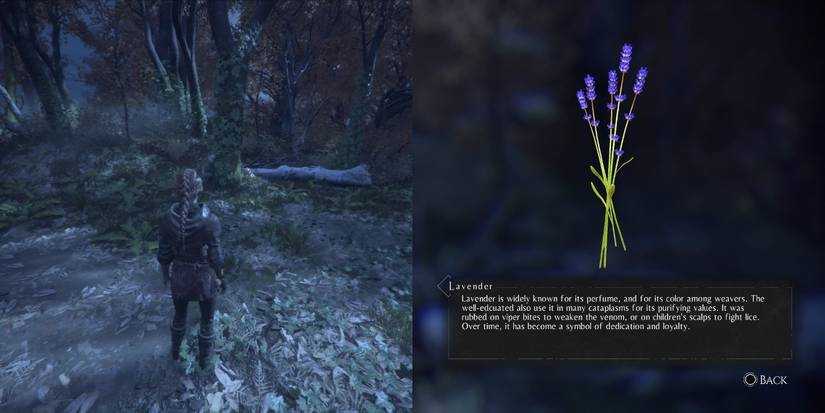 Lavender, among the herbs for Hugo's Herbarium in A Plague of Innocence