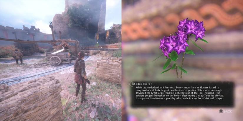 Rhododendron, among the herbs for Hugo's Herbarium in A Plague of Innocence