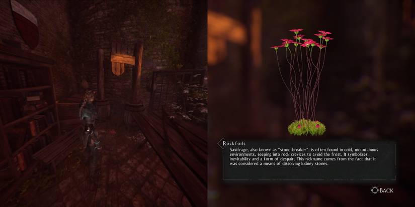 Rockfoils, among the herbs for Hugo's Herbarium in A Plague of Innocence