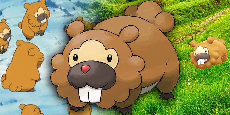 Pokemon The Lore Behind Bidoof Pokemon The Lore Behind Bidoof
