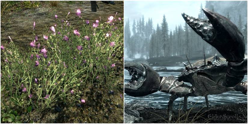 Purple mountain flower (left), mudcrab (right)