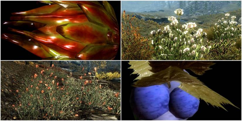 Clockwise from top left: briar heart, tundra cotton, jazbay grapes, red mountain flower