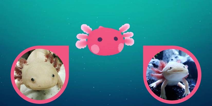 loddles in game and real-life axolotls