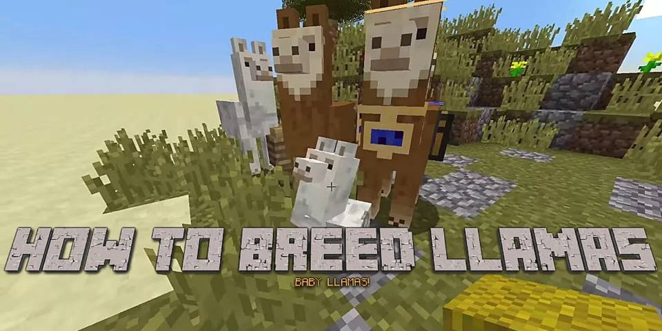 Minecraft How To Breed Llamas Minecraft How To Breed Llamas