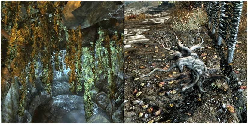 Hanging moss (left), Canis Root (right)
