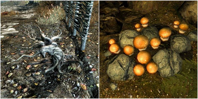 Canis root (left); Imp Stool (right)