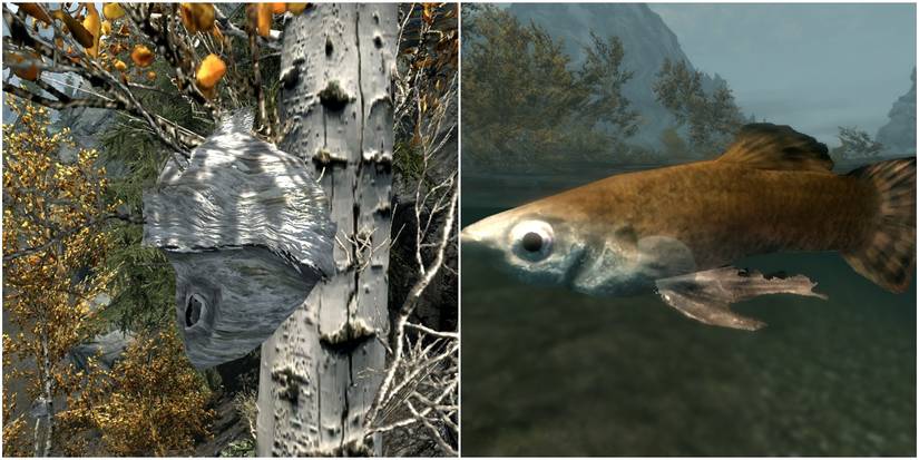 beehive (left), histcarp (right)