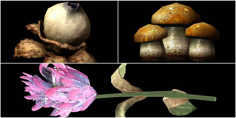 Swamp Fungal Pod, Imp Stool, Purple Mountain Flower