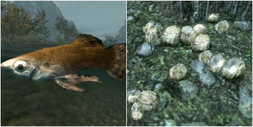 histcarp (left), nordic barnacles (right)