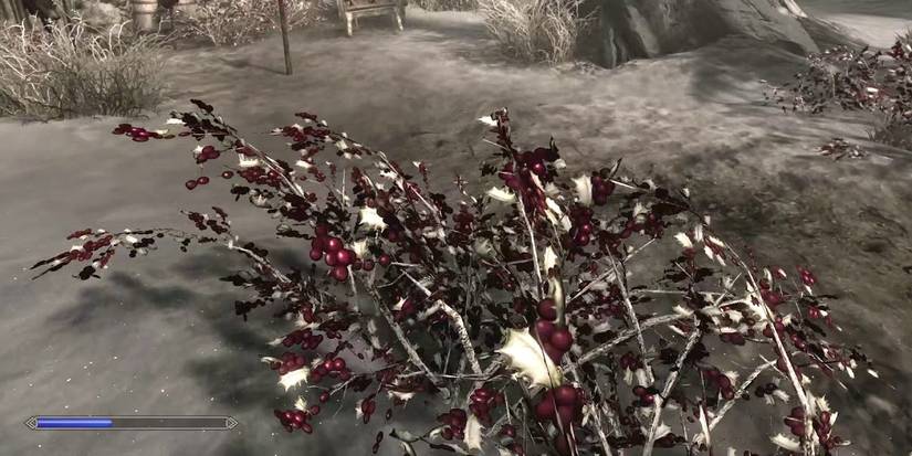 Skyrim Snowberries In Snowy Regions