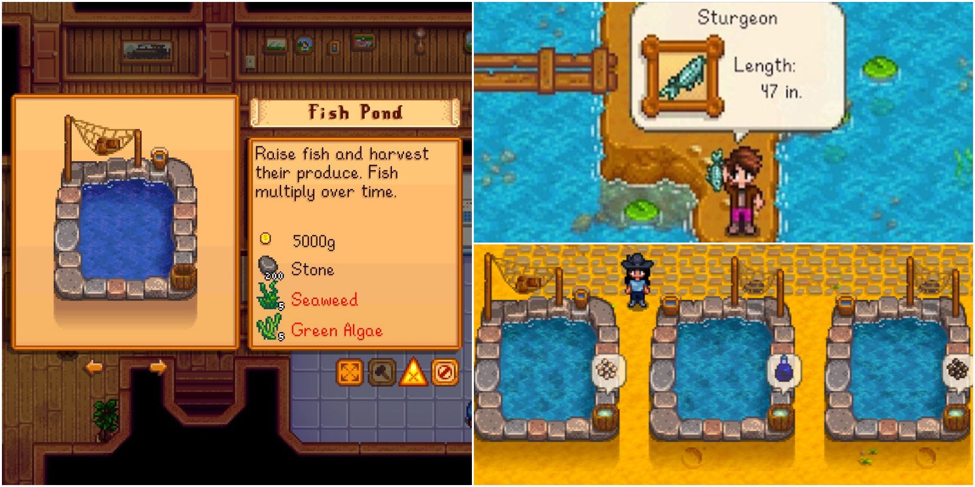 Best Fish Pond Fish In Stardew Valley