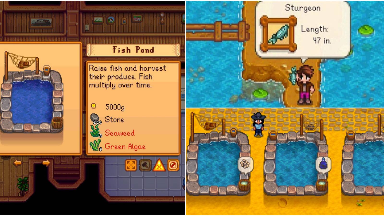 Fish Threading Activities Stardew Valley: Complete Guide To Fish Ponds