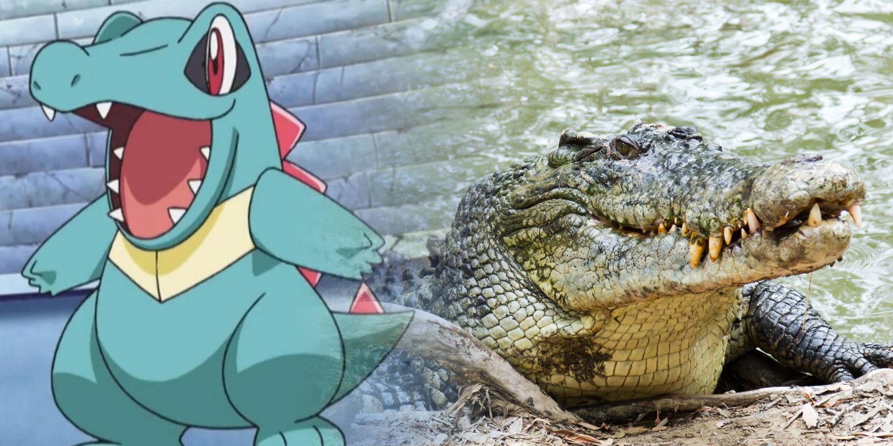 crocodile-pokemon