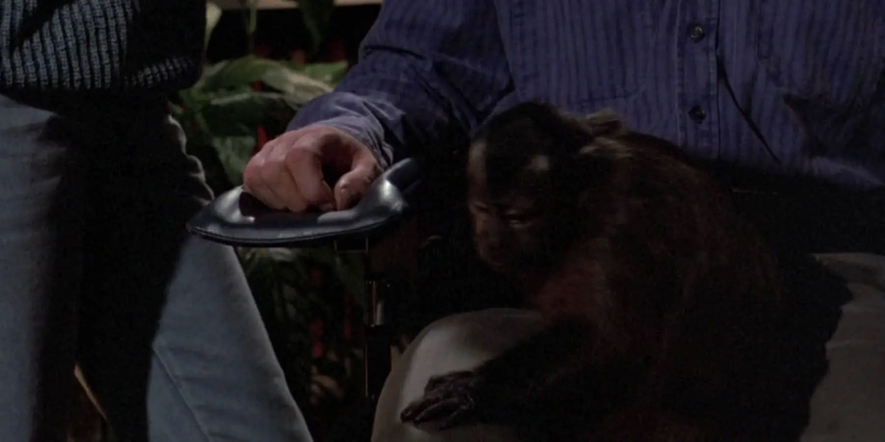 monkey shines monkey