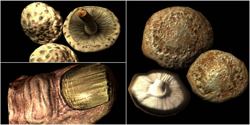 Scaly Pholiota, Giant's Toe, Mora Tapinella