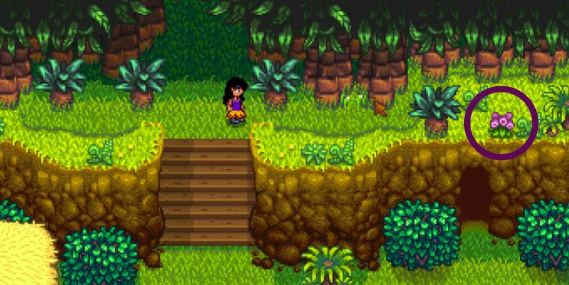 Purple flower circled