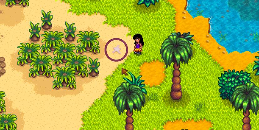 purple starfish circled