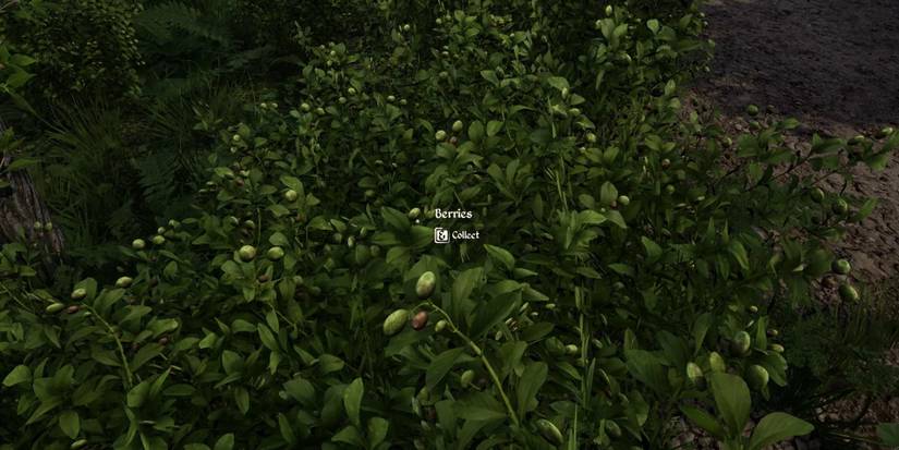 Berry Picking From Medieval Dynasty