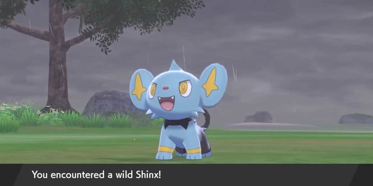 Shinx in the rain. 