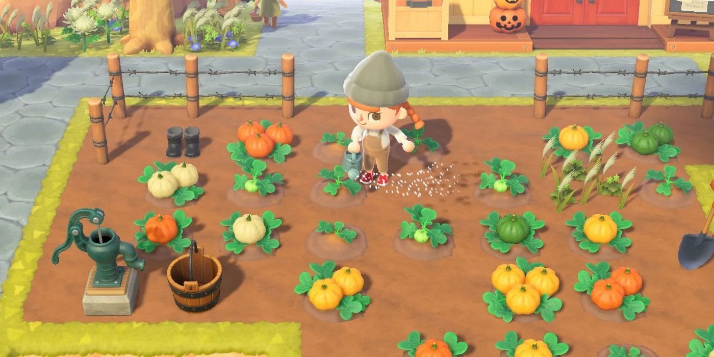 animal crossing new horizons pumpkin farming