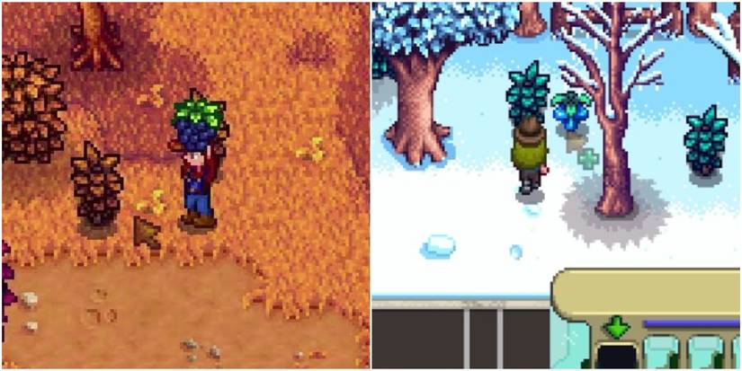 left: picking a blackberry; right: picking a crystal fruit