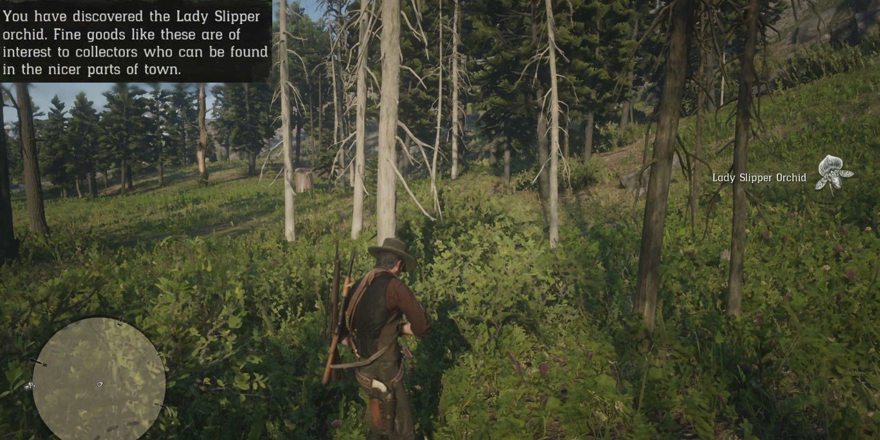 rdr2 lady slipper details