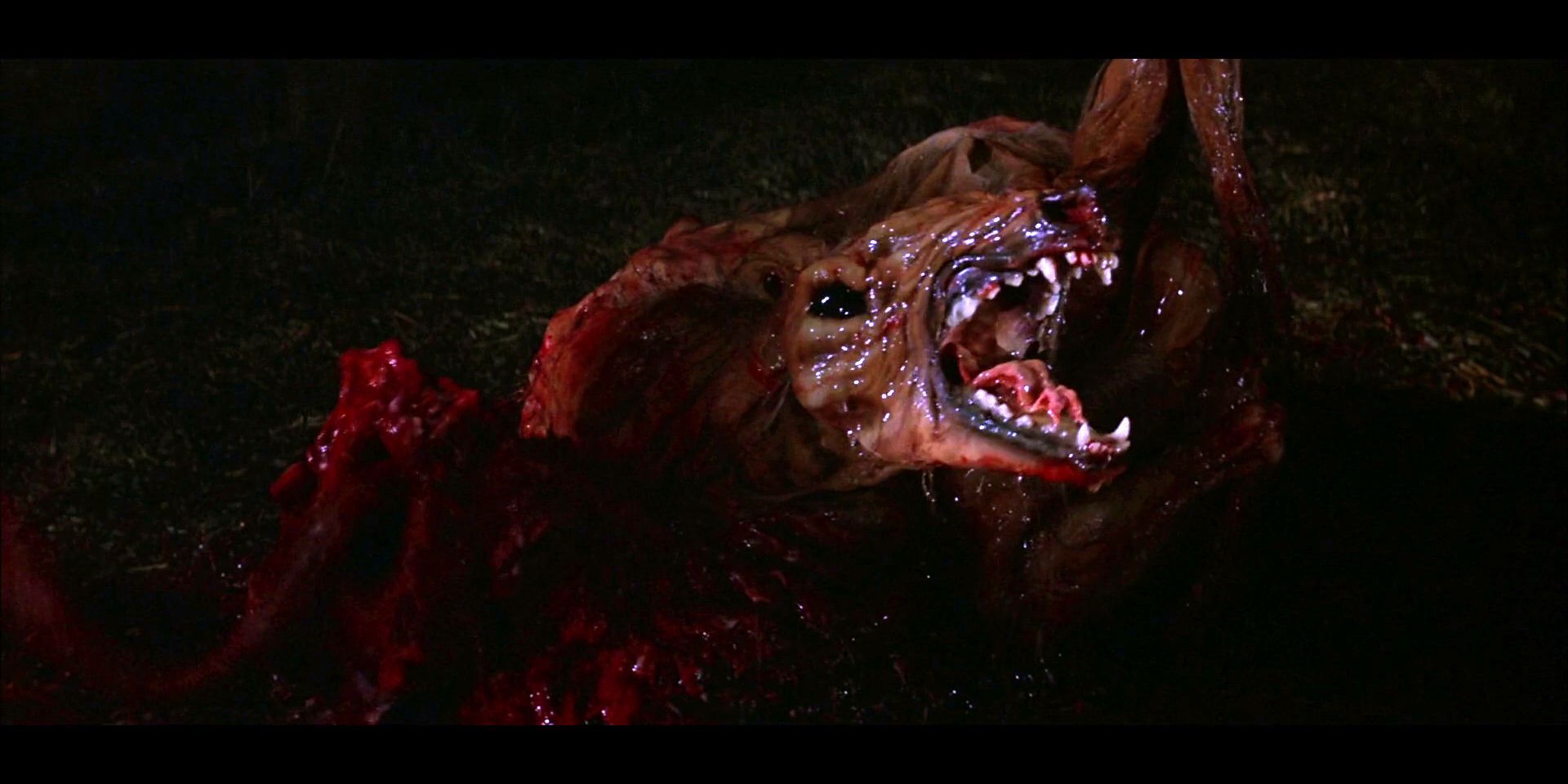 The Thing 1982 the dog