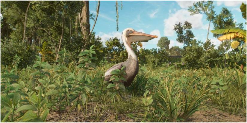 Approaching a Pelican