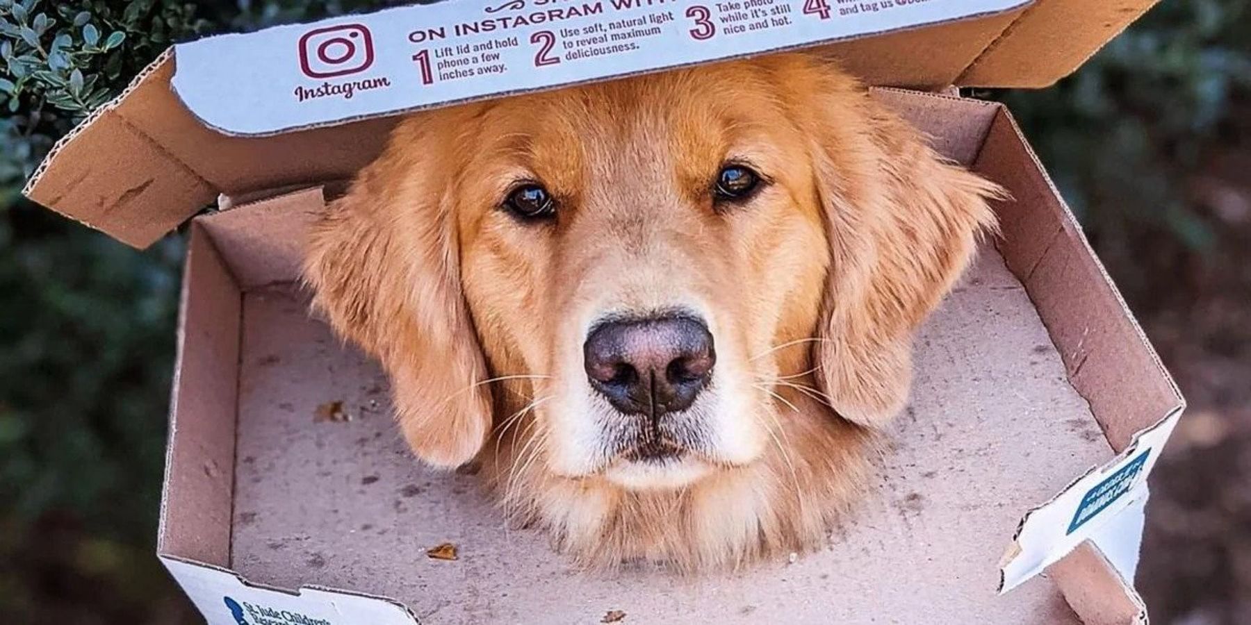 Hawkeye Lucky the pizza dog with box