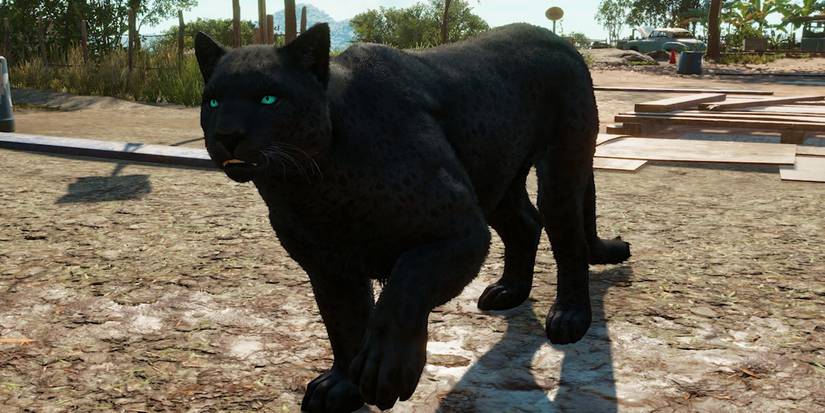 Far Cry 6 panther amigo Oluso glowing blue eyes