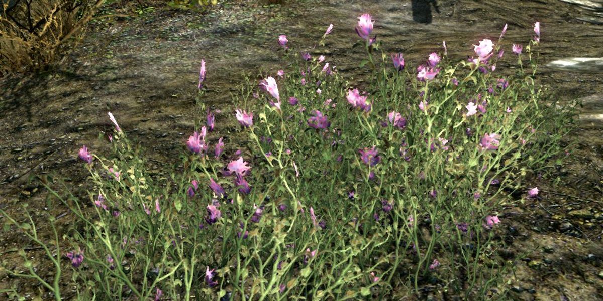 Purple Mountain flower in Skyrim