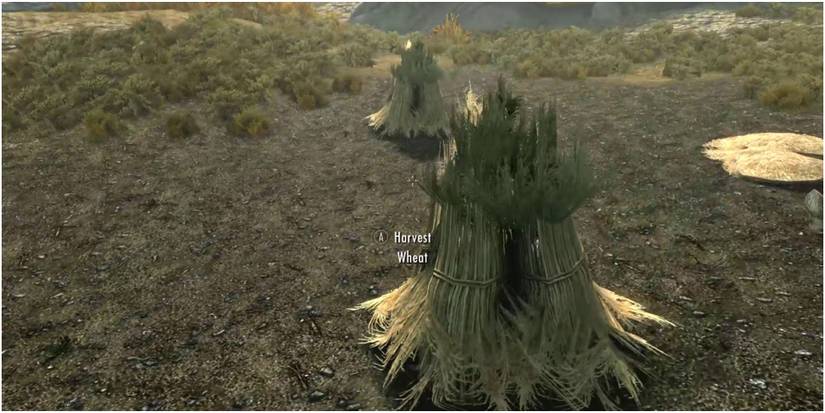 Skyrim Harvesting Wheat In A Field