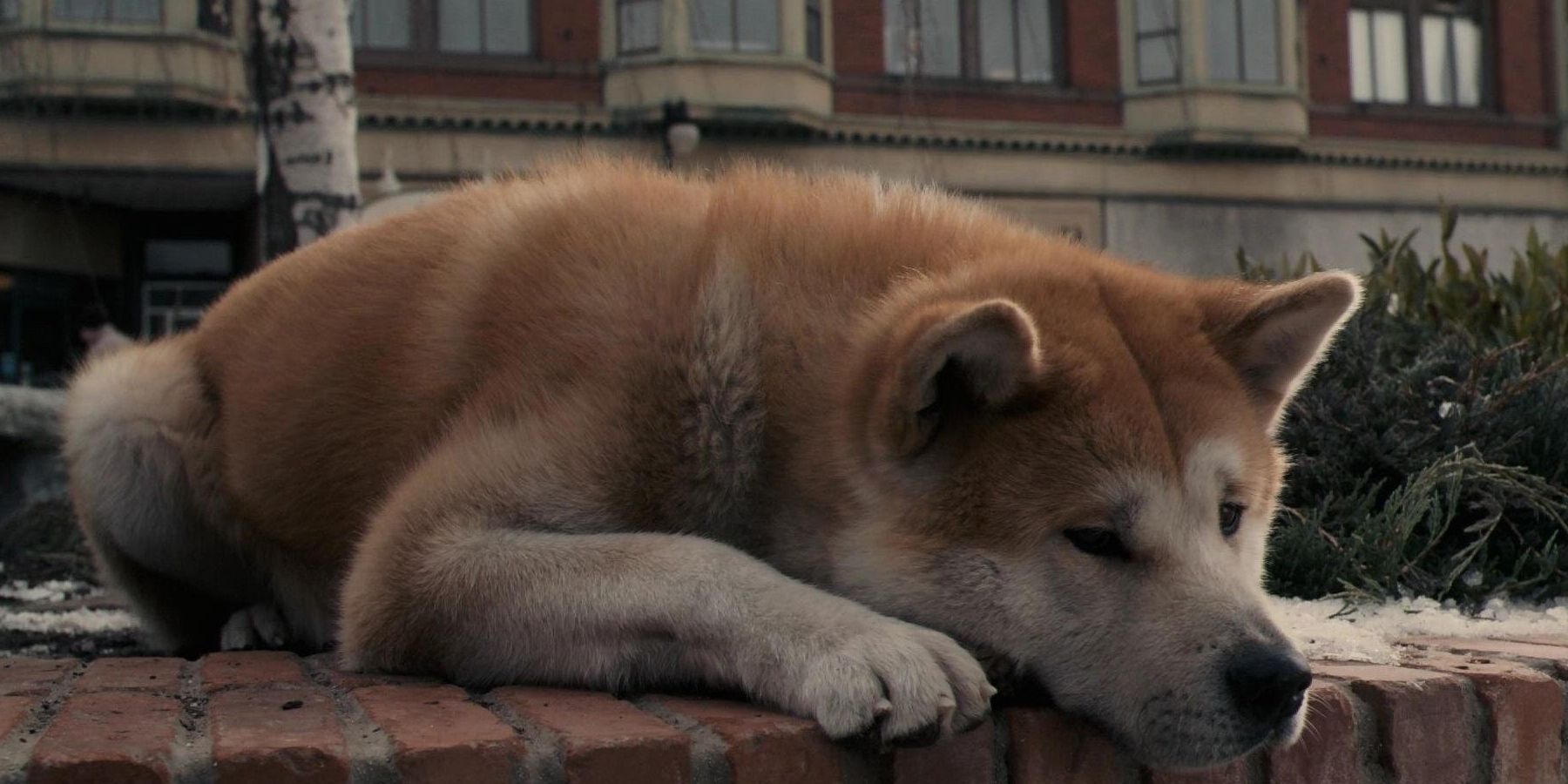 hachi sad dog movie