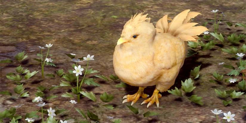 Baby chocobo among flowers. 