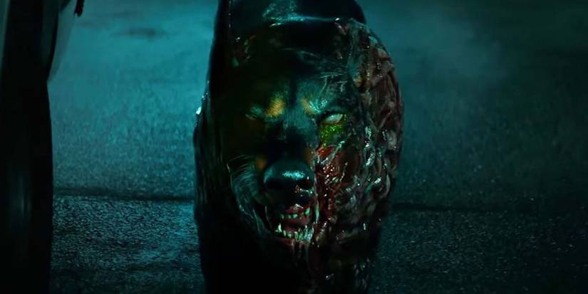 welcome to racoon city dog