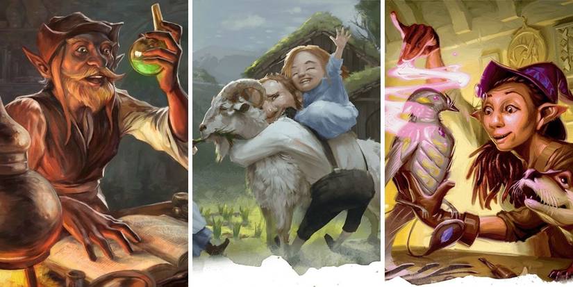 differnt types of gnomes split image 