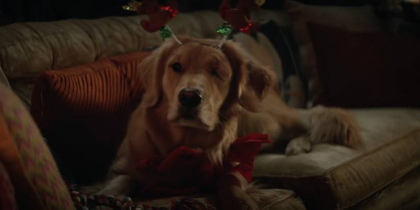 Lucky sitting on the couch in Hawkeye