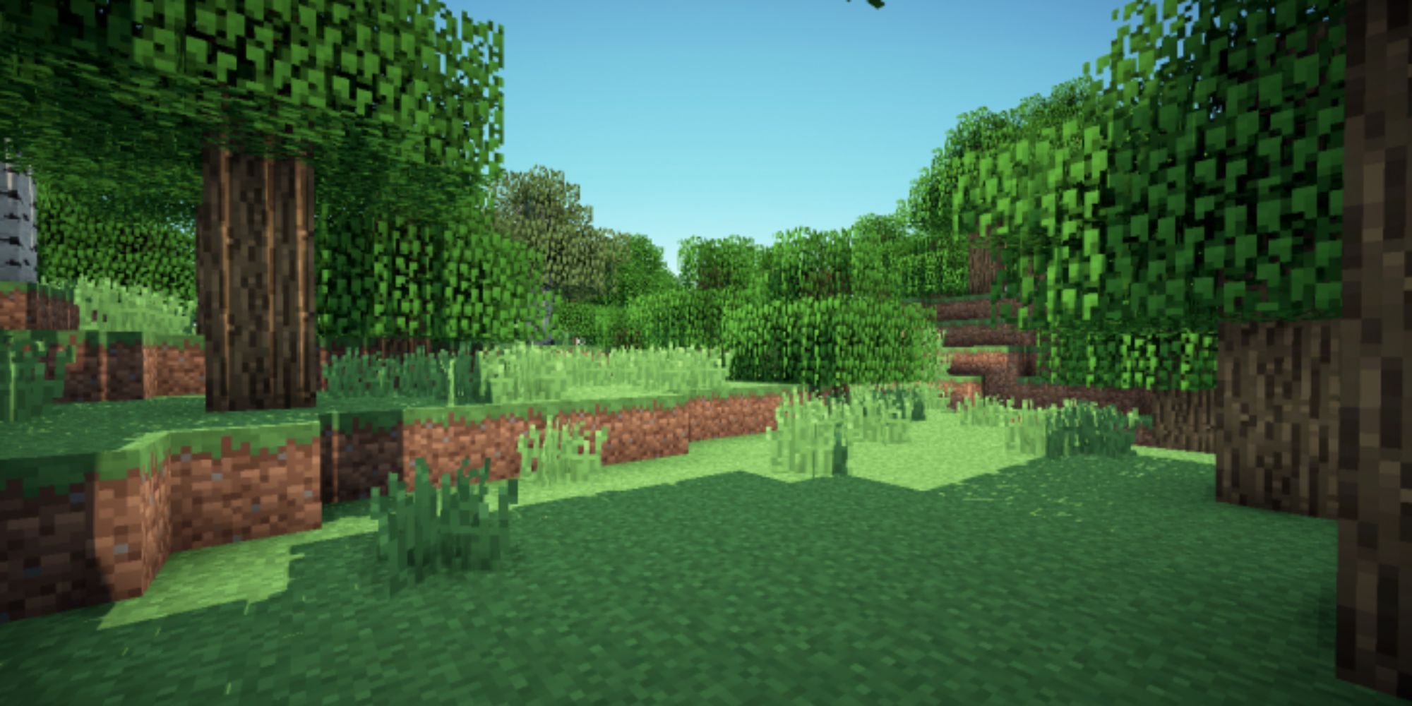 Minecraft Forest