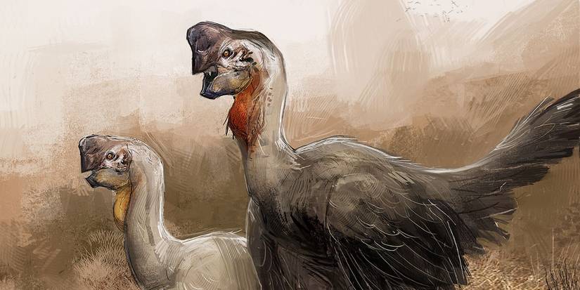 An Oviraptor