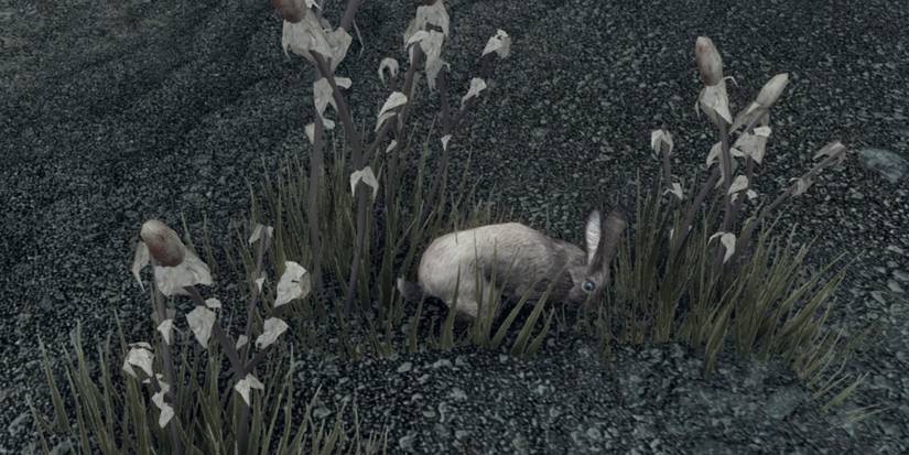 Pets of Skyrim Anniversary Edition Thistle Rabbit