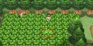 Pokemon Brilliant Diamond Shining Pearl How To Get Hidden Abilities 