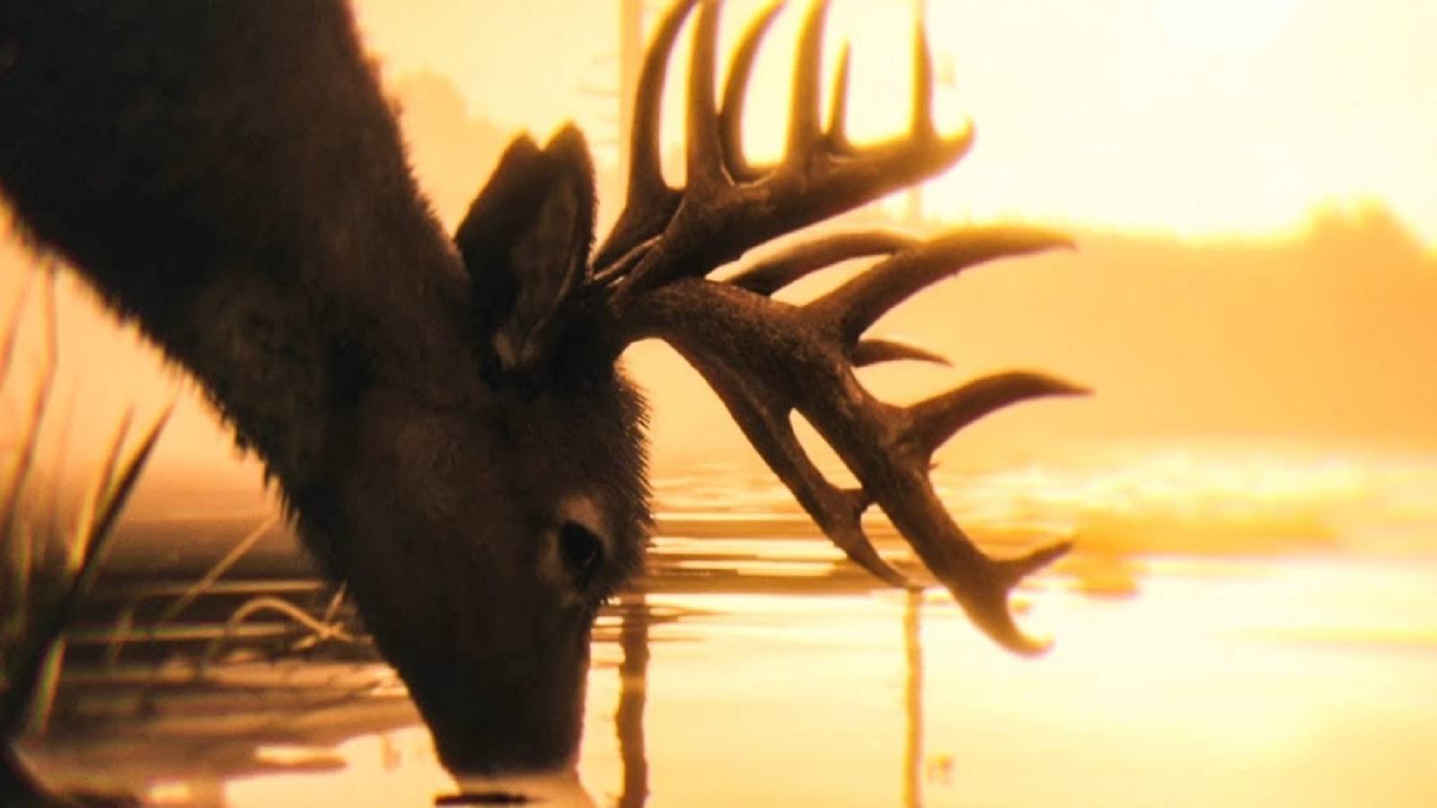 red dead redemption 2 deer drinking feature