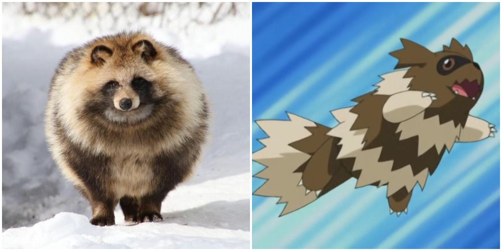 Split image of raccoon dog and Zigzagoon.