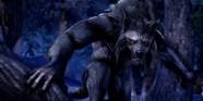 Elder Scrolls Online How To Become A Werewolf