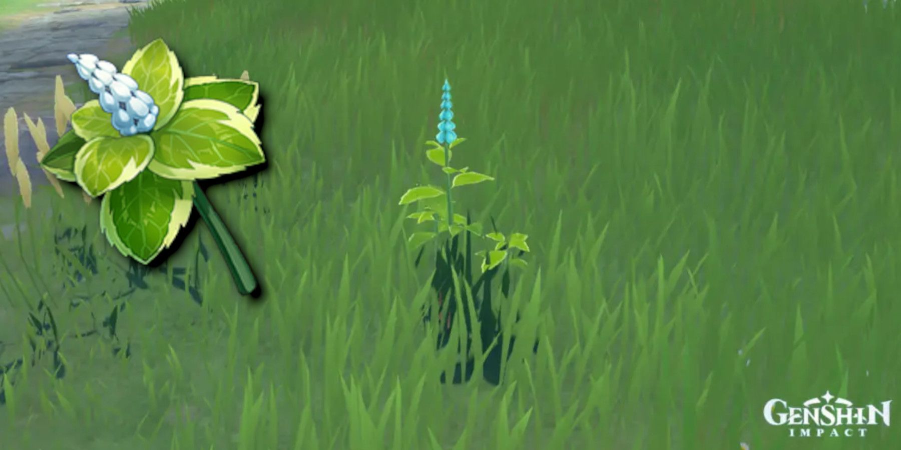 Genshin Impact Where to Find Mint