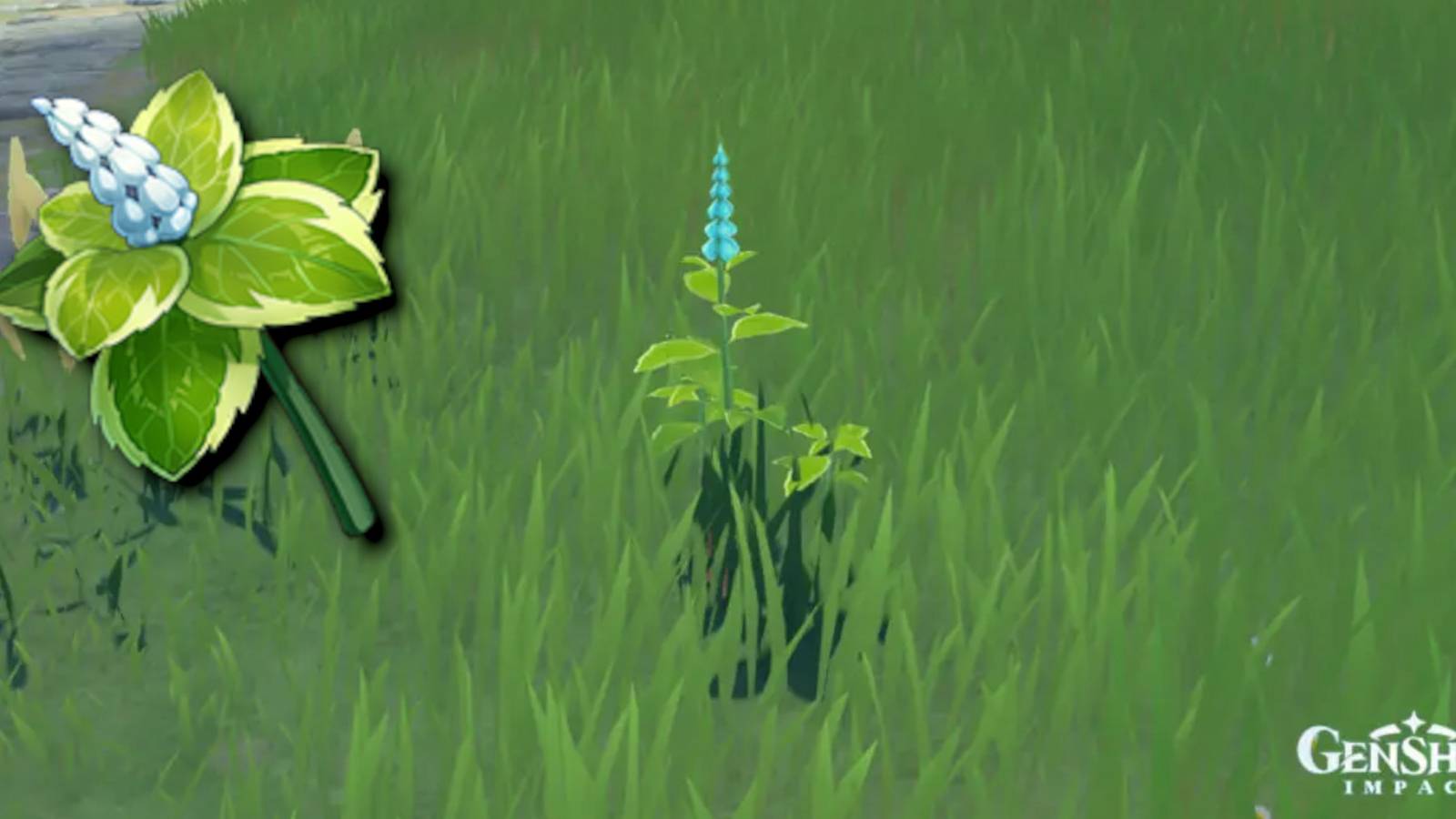 Mint-Locations-in-Genshin-Impact-5